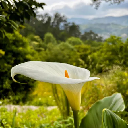 B&B Qg Quinta De Grovelas 4*