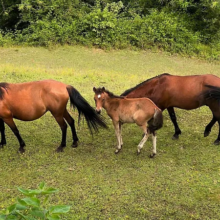 Qg Quinta De Grovelas B&B