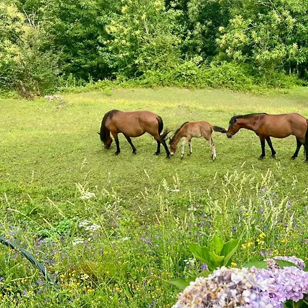 Qg Quinta De Grovelas Oda ve Kahvaltı 4*