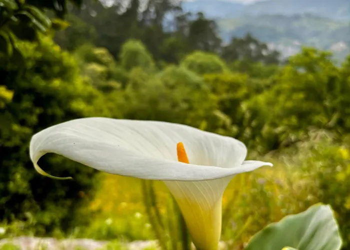 Bed and breakfast Qg Quinta De Grovelas 4*