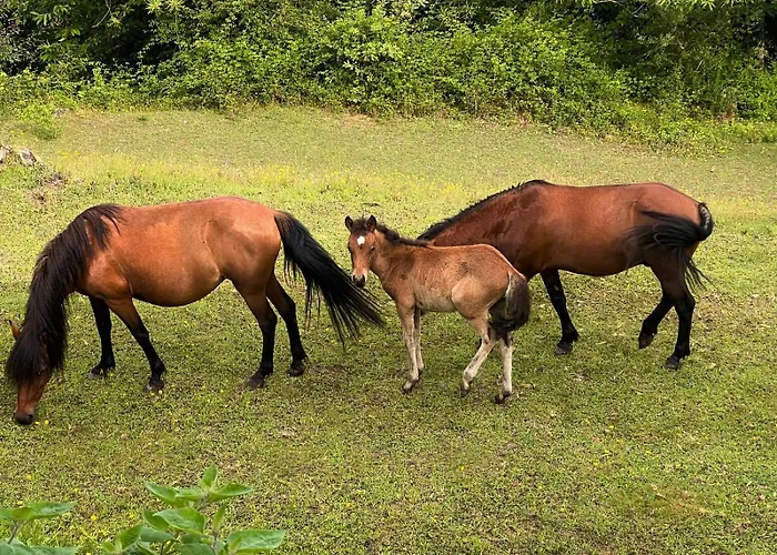 Qg Quinta De Grovelas Bed and breakfast