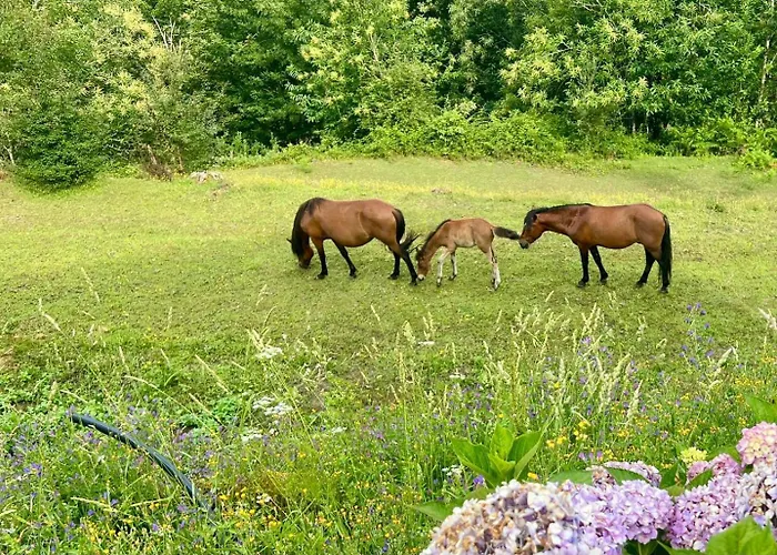 Qg Quinta De Grovelas Oda ve Kahvaltı 4*